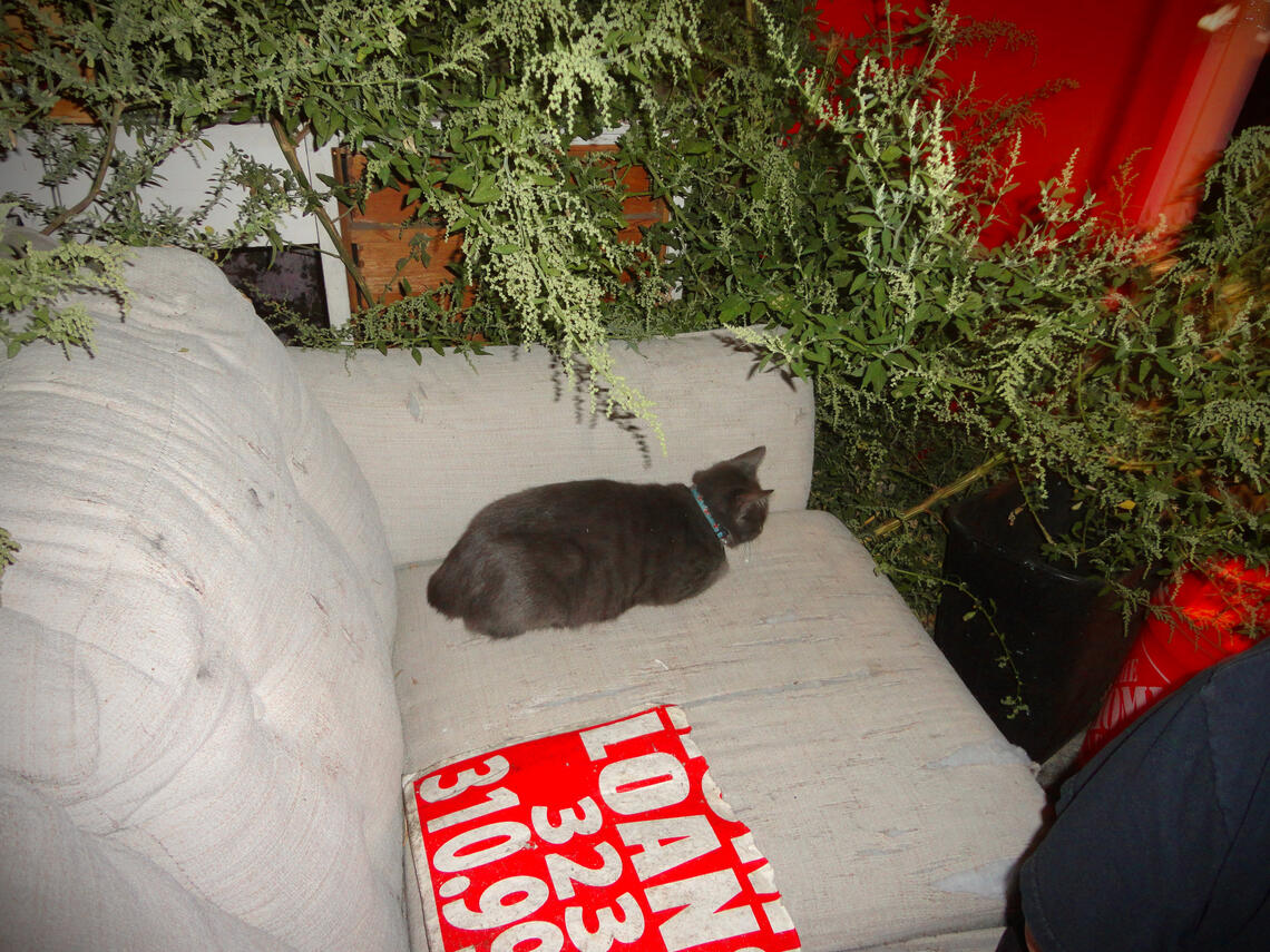 10.25.2024 kitty @ the FKA church, east hollywood