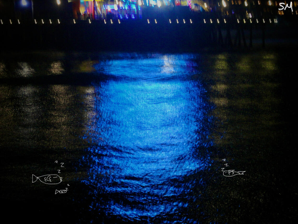 11.17.2024 do u think they r sleeping? (do fish sleep? how? so many questions?) @ santa monica